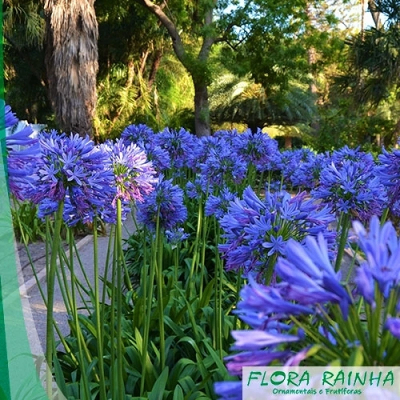 mudas de palmeira azul