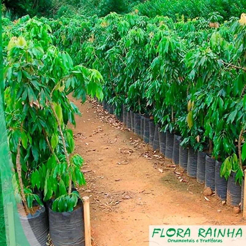 mudas de plantas frutíferas