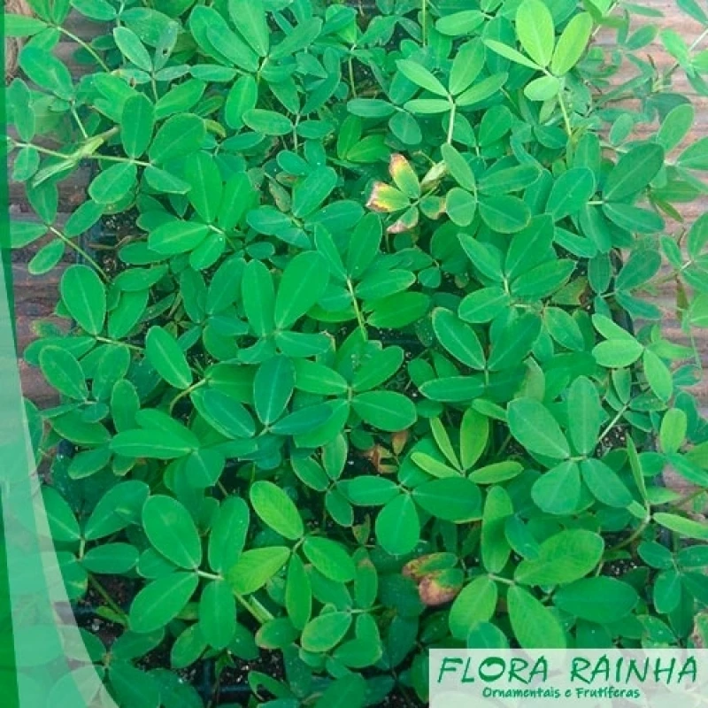 mudas de plantas ornamentais para jardim