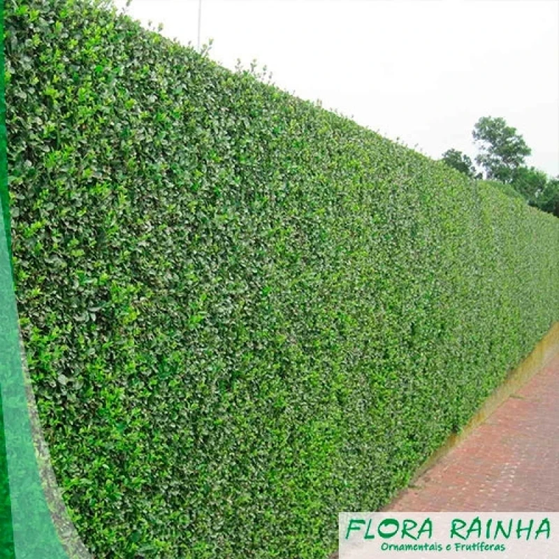 mudas para cerca viva