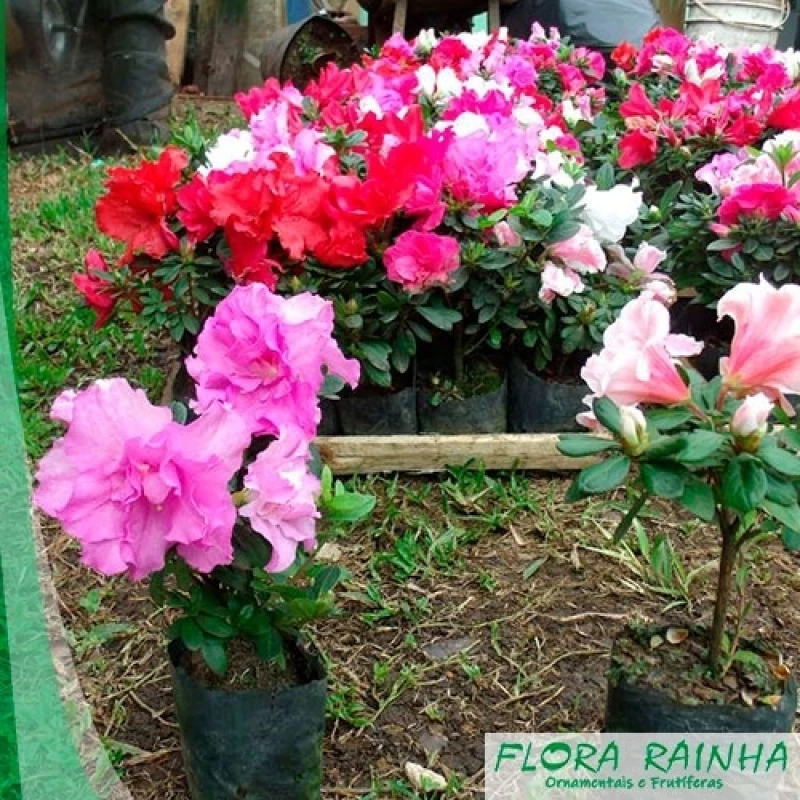 mudas para jardim vertical