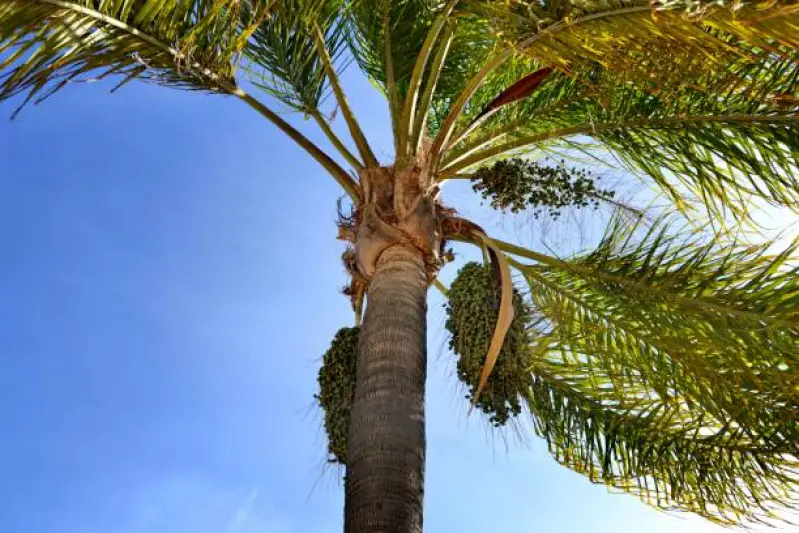 palmeira washingtonia