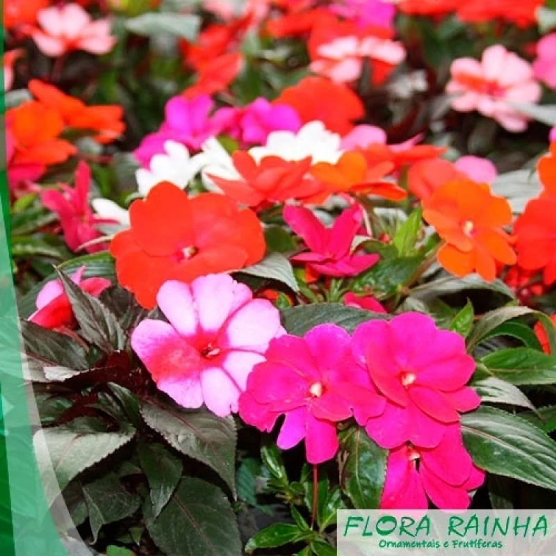 plantas de forração para jardim